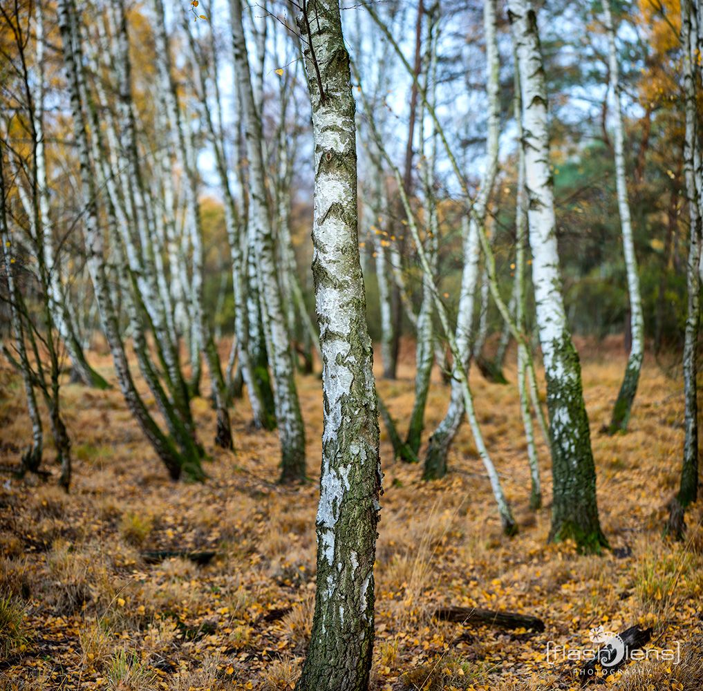 Wahner Heide 079
