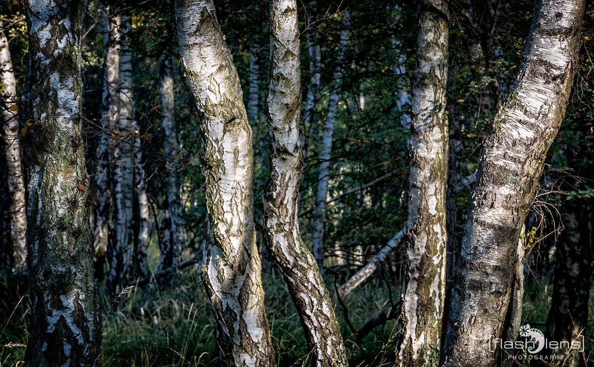 Wahner Heide 081