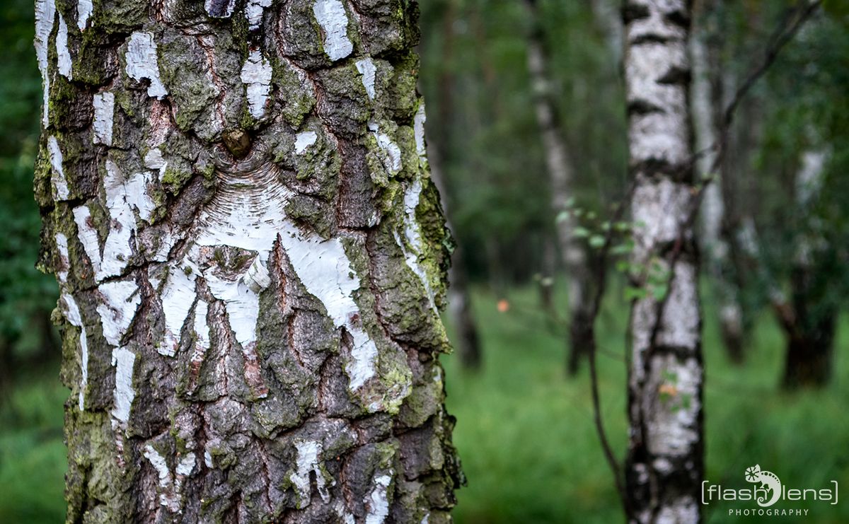 Wahner Heide 084