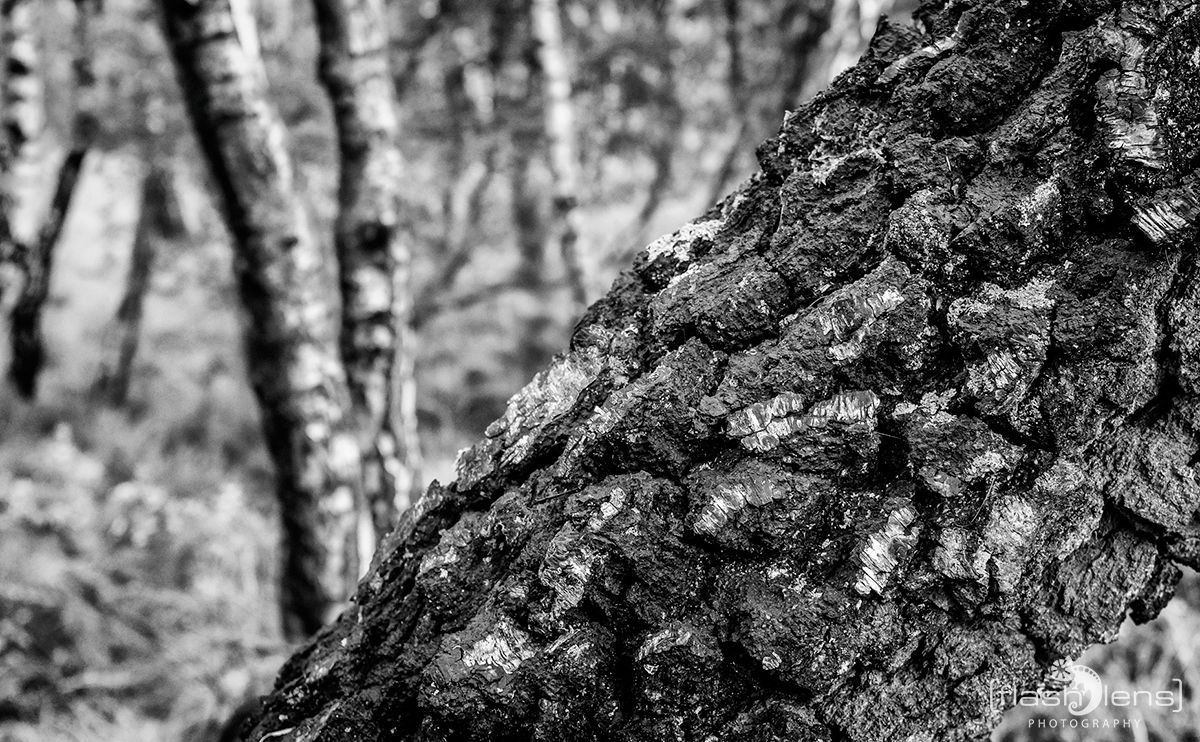 Wahner Heide 087