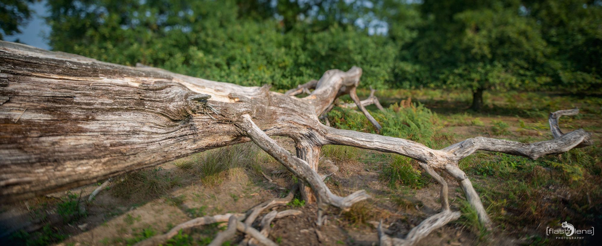 Wahner Heide 088