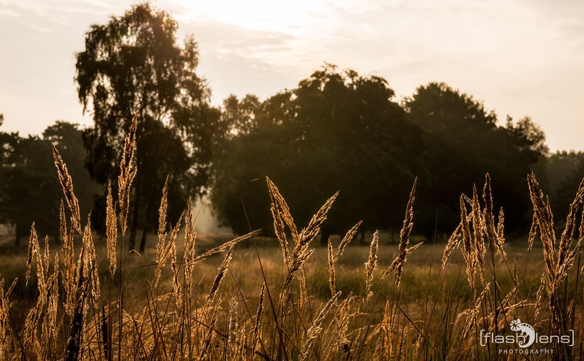 Wahner Heide 092
