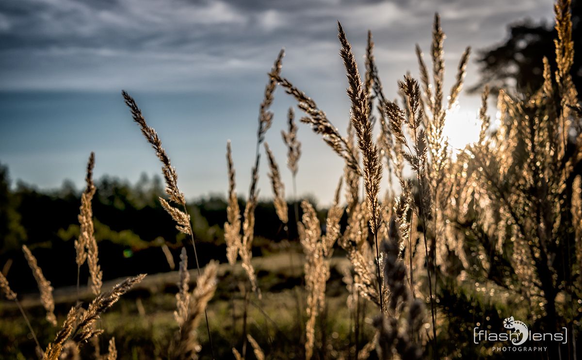 Wahner Heide 097