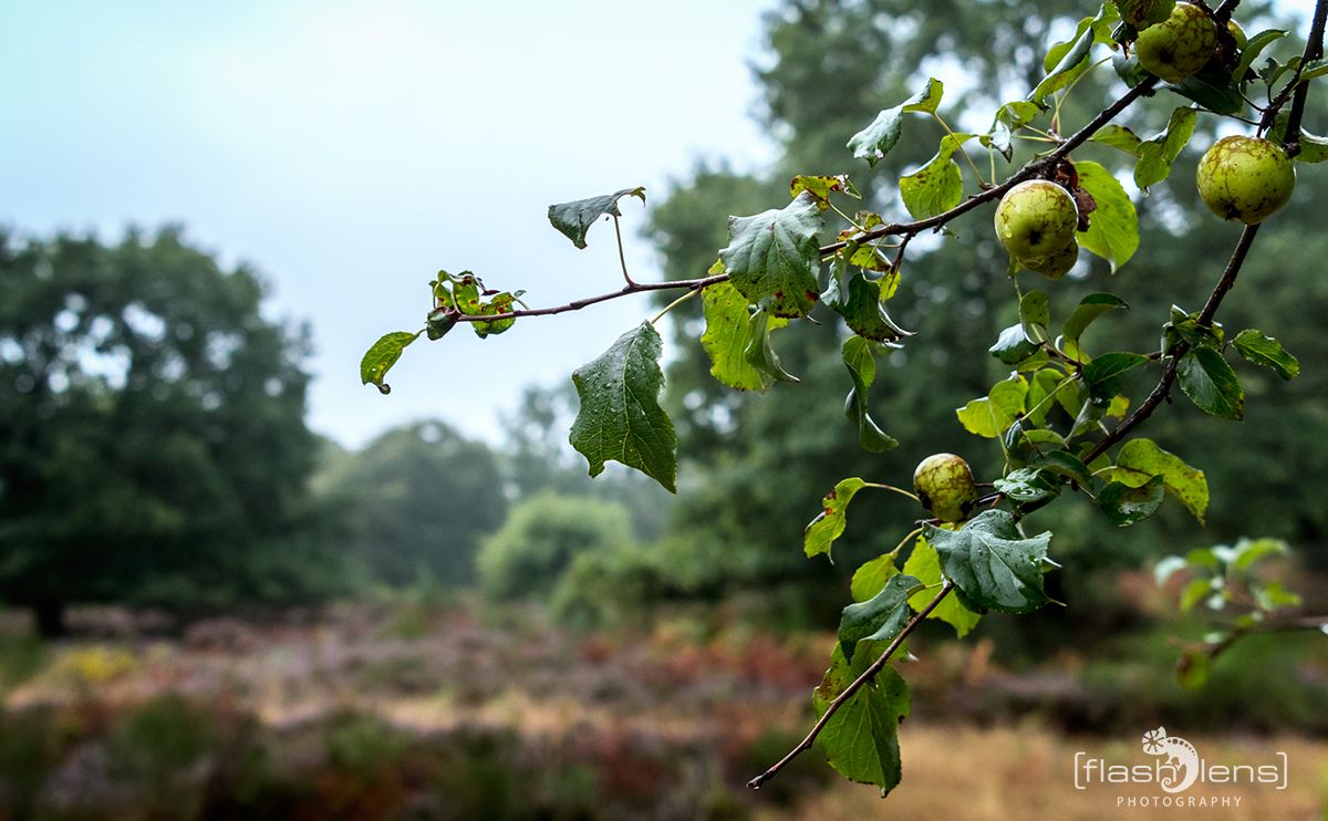 Wahner Heide 107