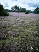Heide und Totengrund 2017 011