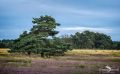 Heide und Totengrund 2017 012