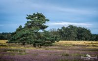 Heide und Totengrund 2017 012