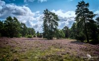 Heide und Totengrund 2017 013