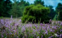 Heide und Totengrund 2017 016