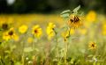 Heide und Totengrund 2017 047