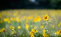 Heide und Totengrund 2017 048