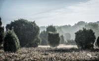 Wilseder Berg 014