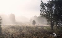 Wilseder Berg 015