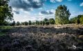 Wilseder Berg 019