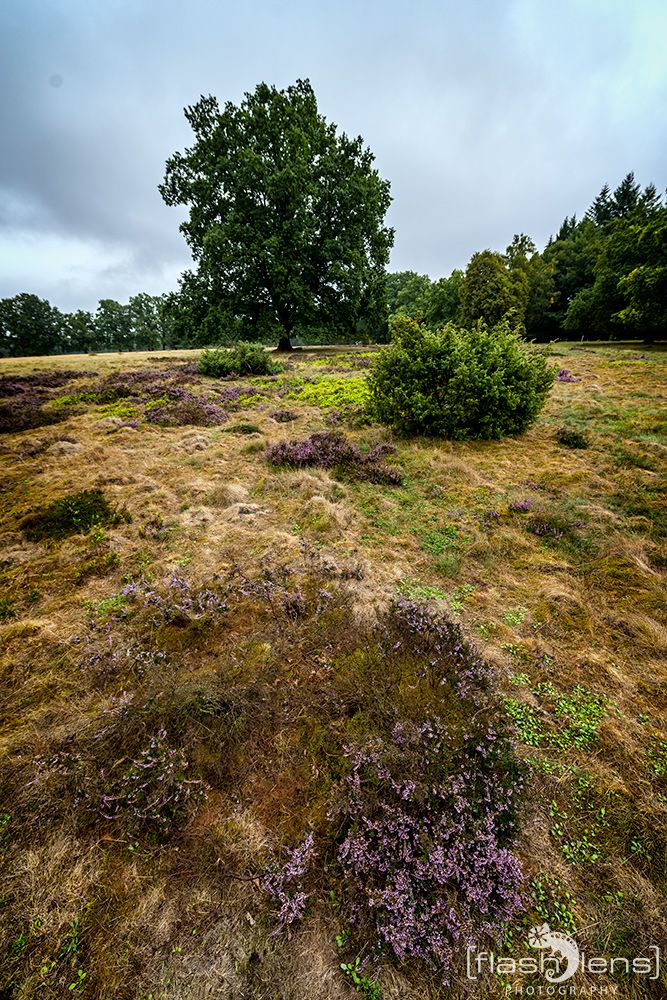 Wilseder Berg 022