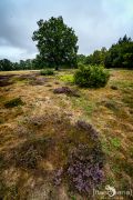 Wilseder Berg 022