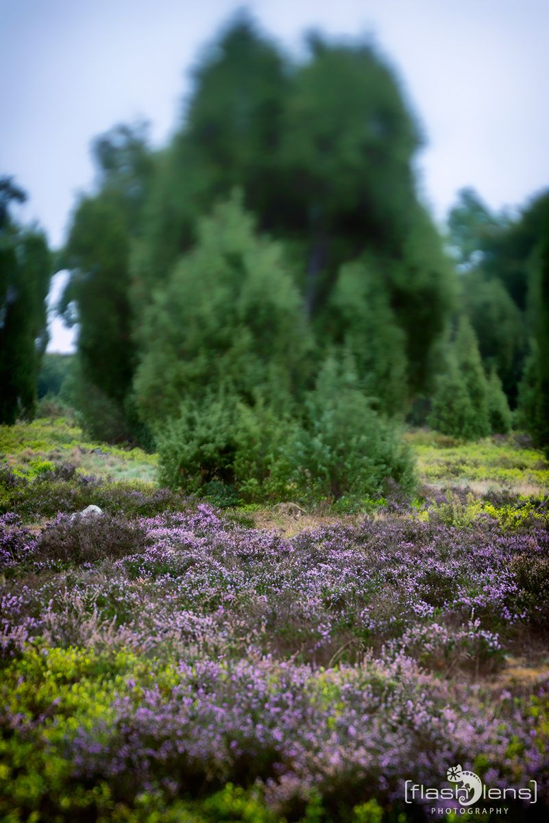 Wilseder Berg 023