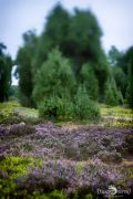 Wilseder Berg 023