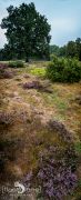 Wilseder Berg 024