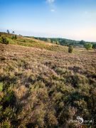 Wilseder Berg 026