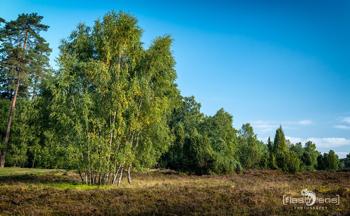 Wilseder Berg 033