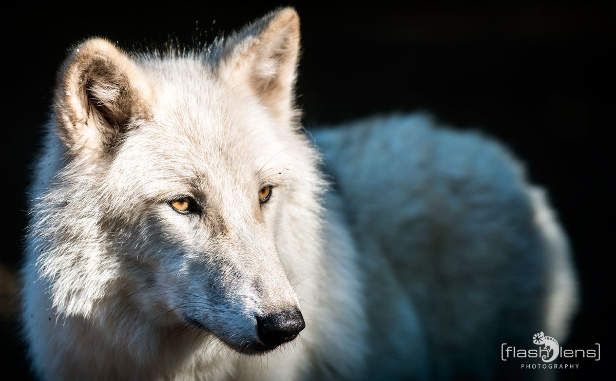 Wolfcenter 007
