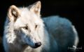 Wolfcenter 007