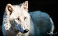 Wolfcenter 007
