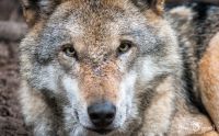 Wolfcenter 010