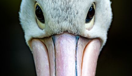 Weltvogelpark