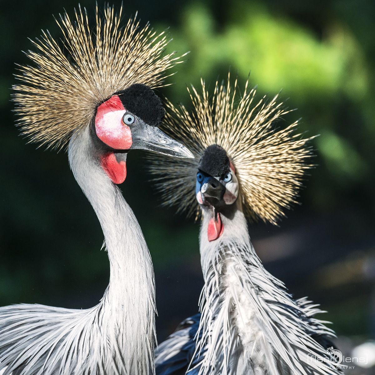 Weltvogelpark 016