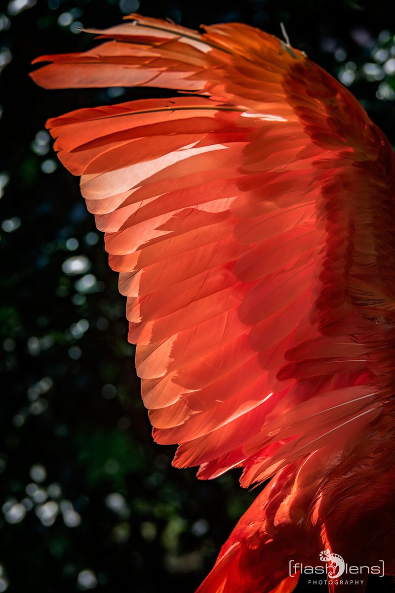 Weltvogelpark 034