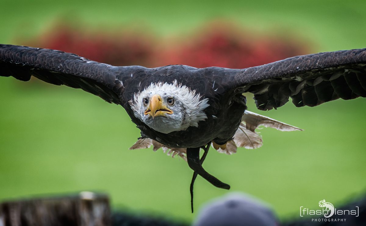 Weltvogelpark 065