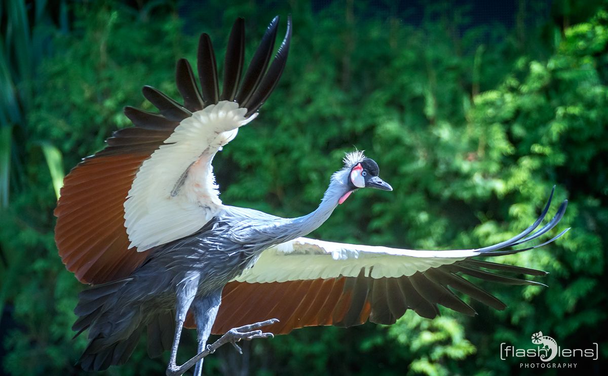 Weltvogelpark 082