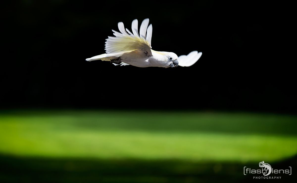Weltvogelpark 084