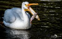 Weltvogelpark 004