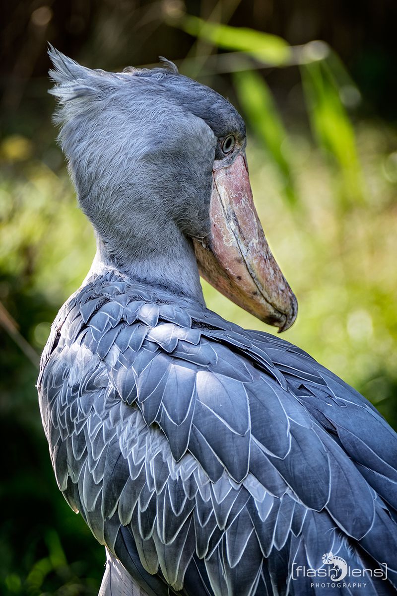 Weltvogelpark 011