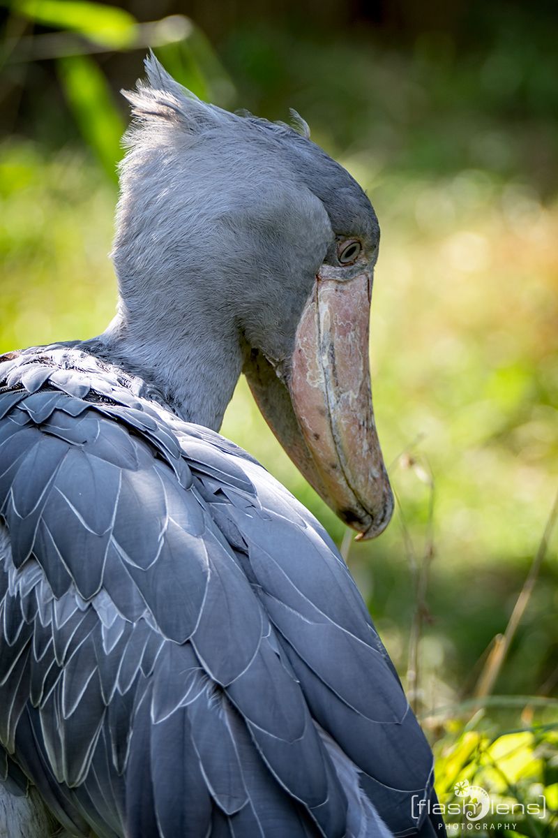 Weltvogelpark 012