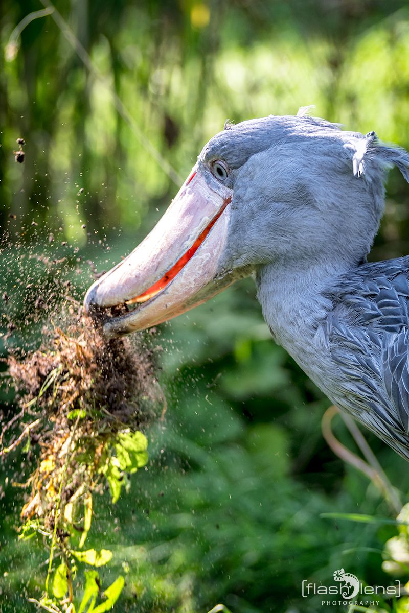 Weltvogelpark 013