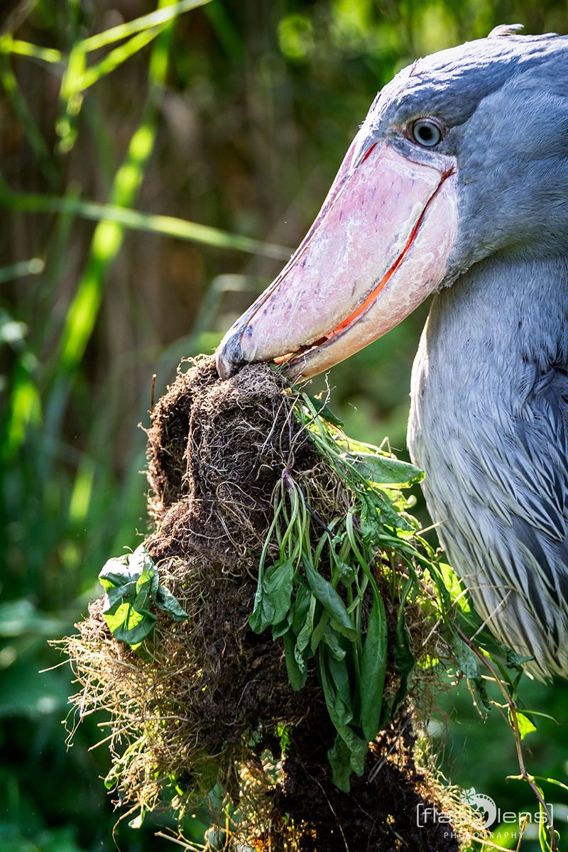 Weltvogelpark 014