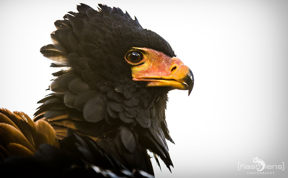 Weltvogelpark 021