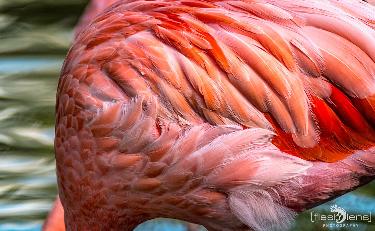 Weltvogelpark 030