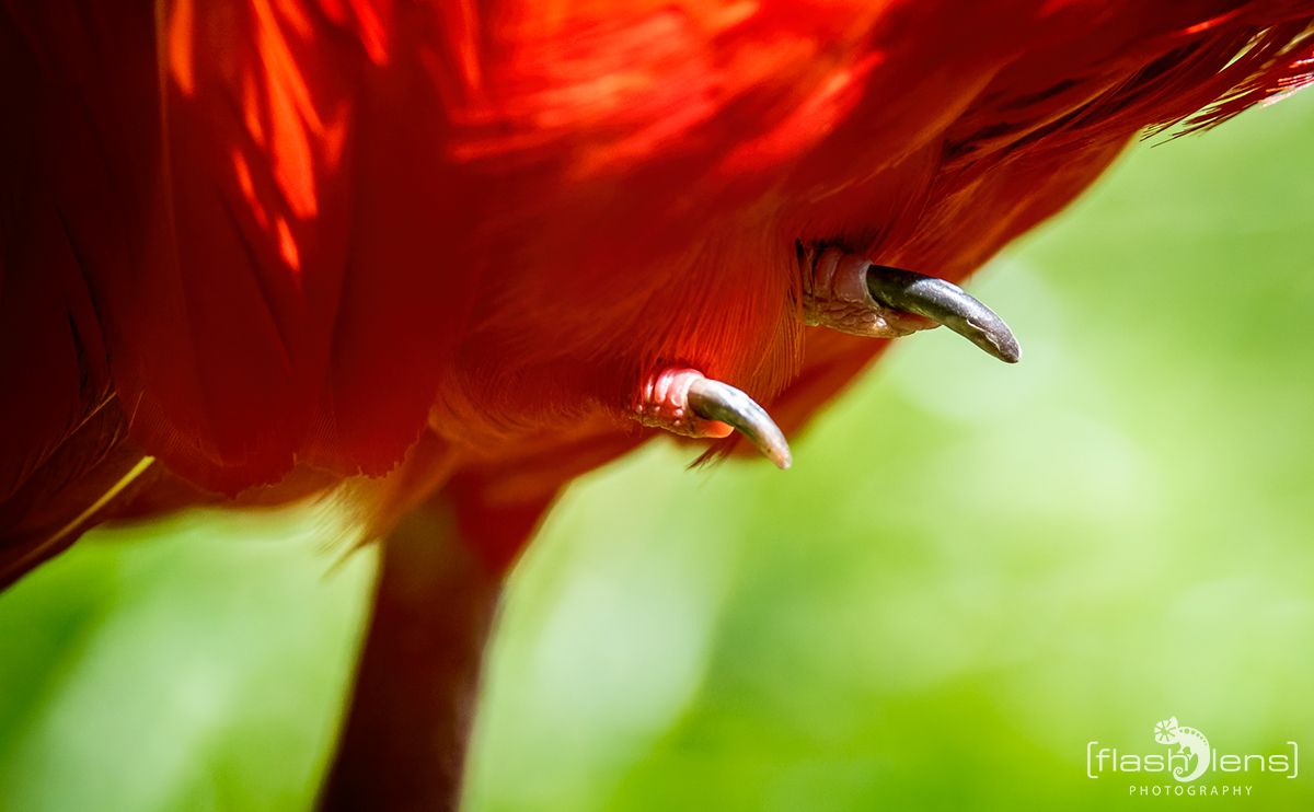 Weltvogelpark 032