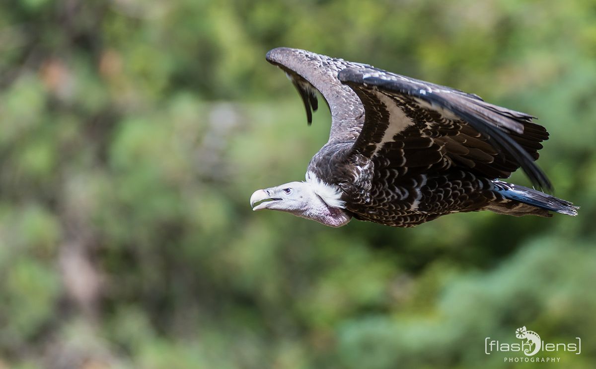 Weltvogelpark 067