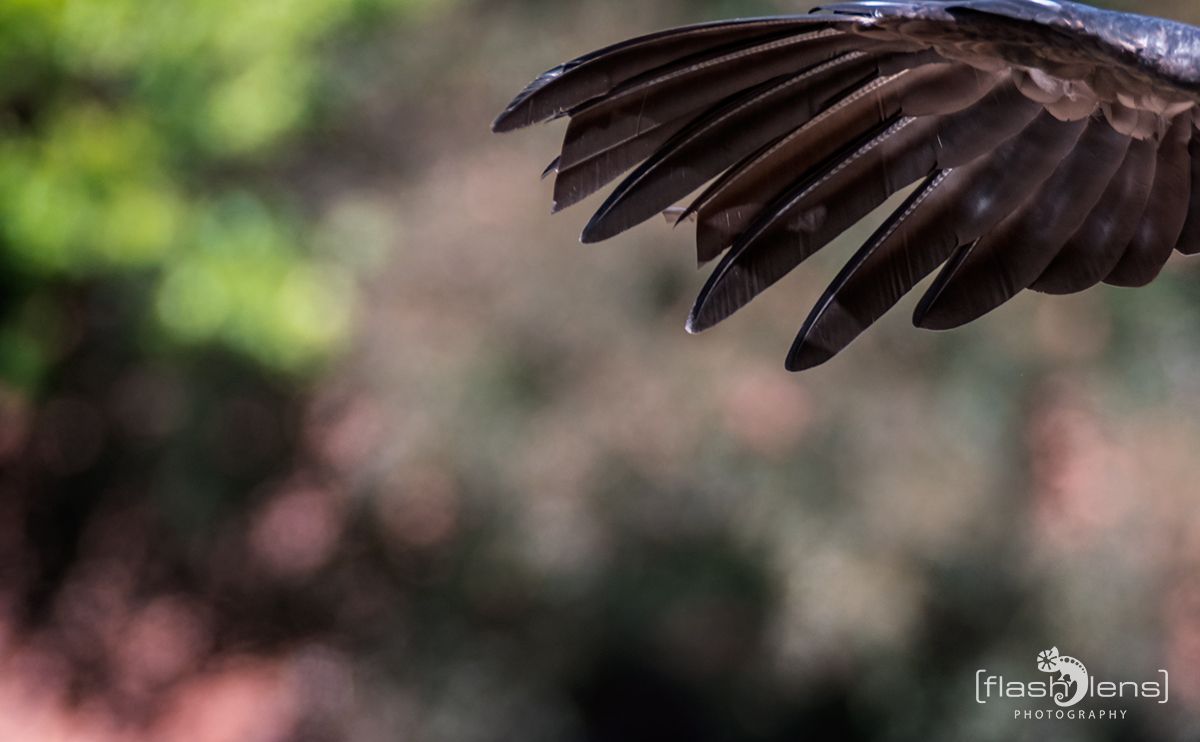 Weltvogelpark 068