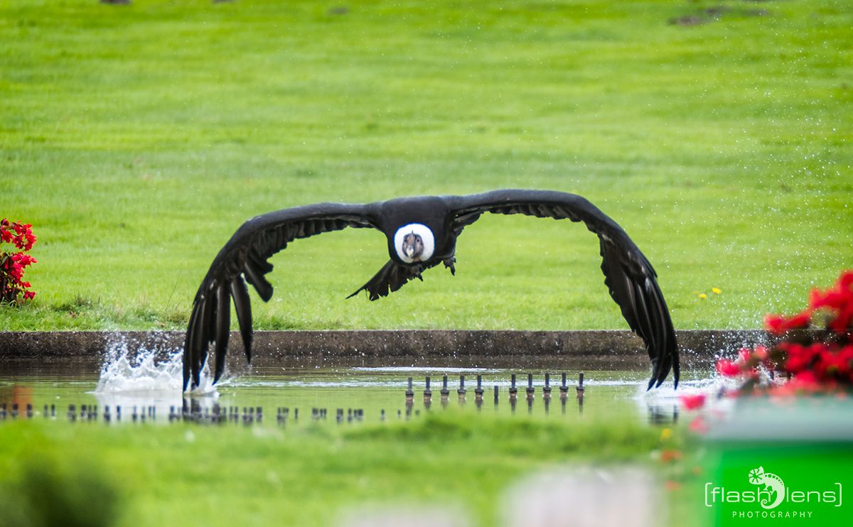 Weltvogelpark 070