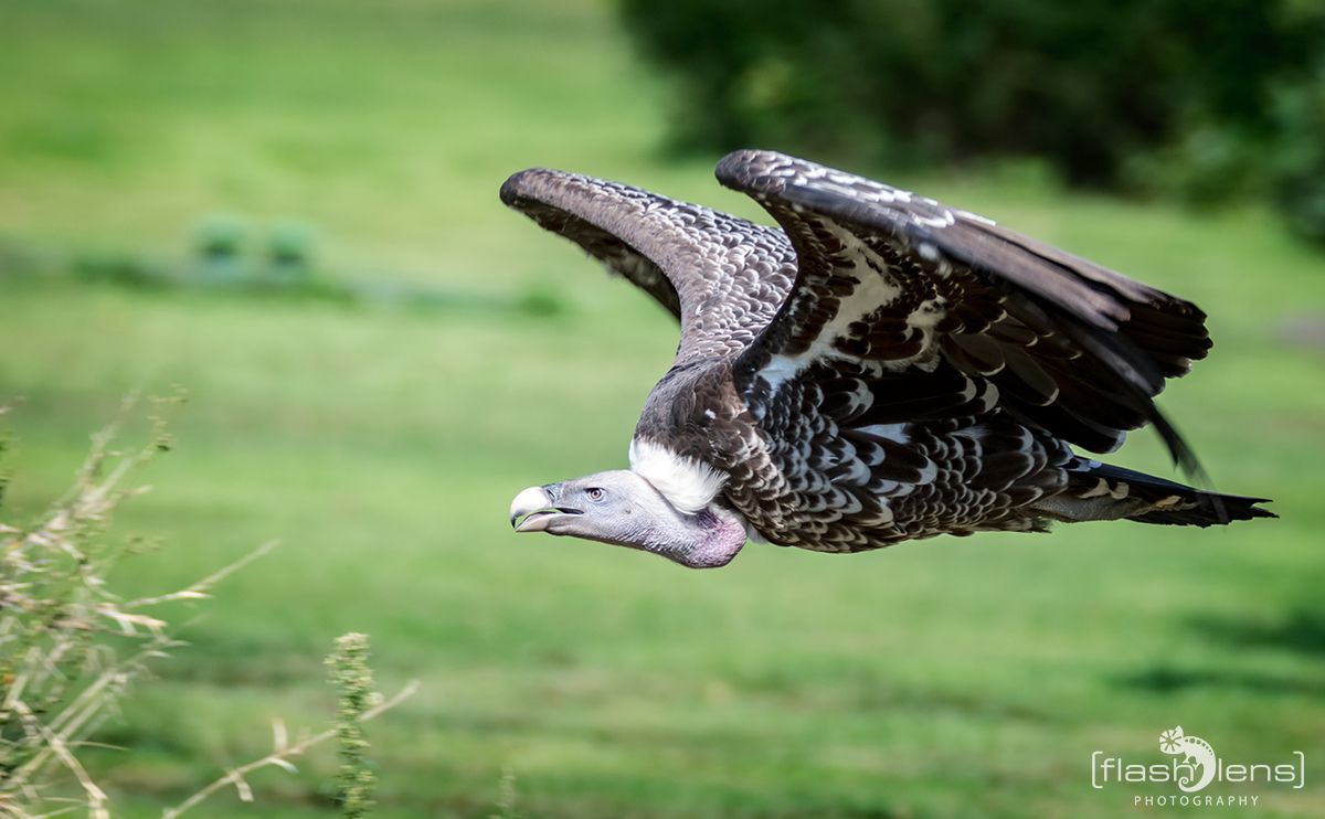 Weltvogelpark 073