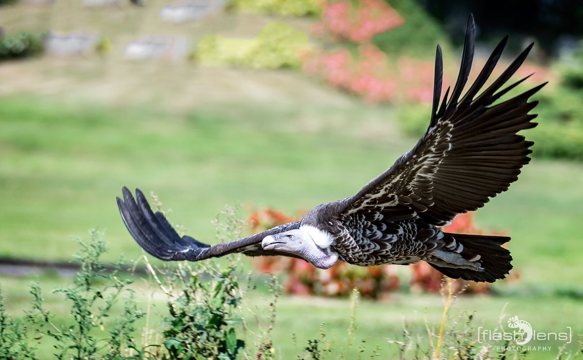 Weltvogelpark 074