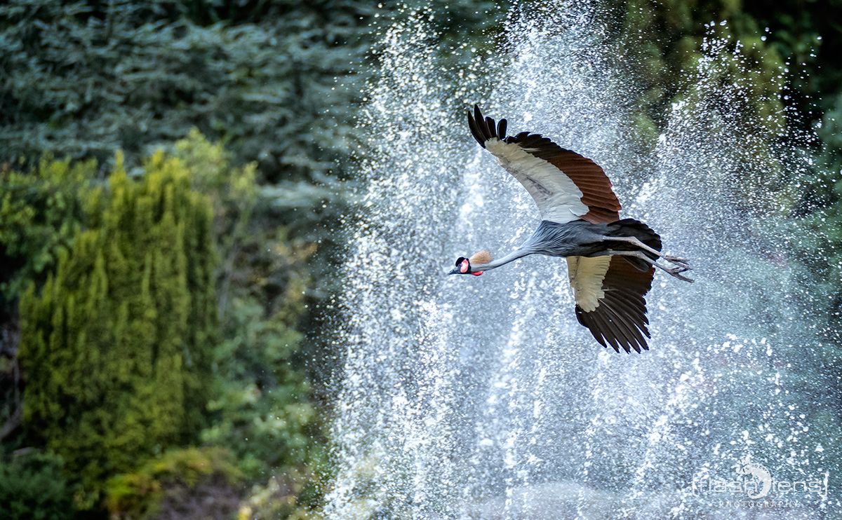 Weltvogelpark 078