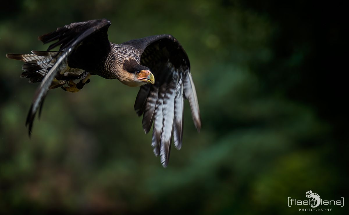 Weltvogelpark 094